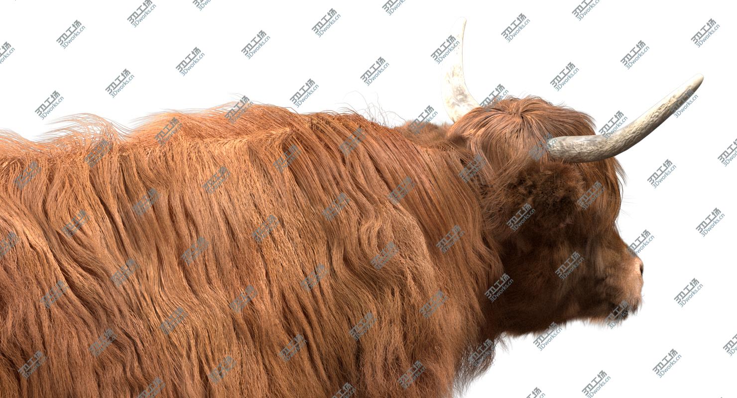 images/goods_img/2021040162/3D Highland Cow (Rigged) model/5.jpg